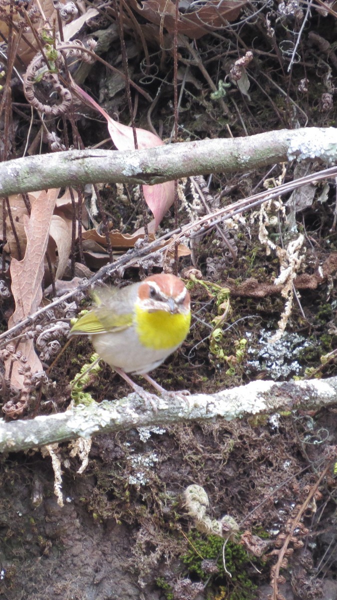 Rufous-capped Warbler - ML620287803