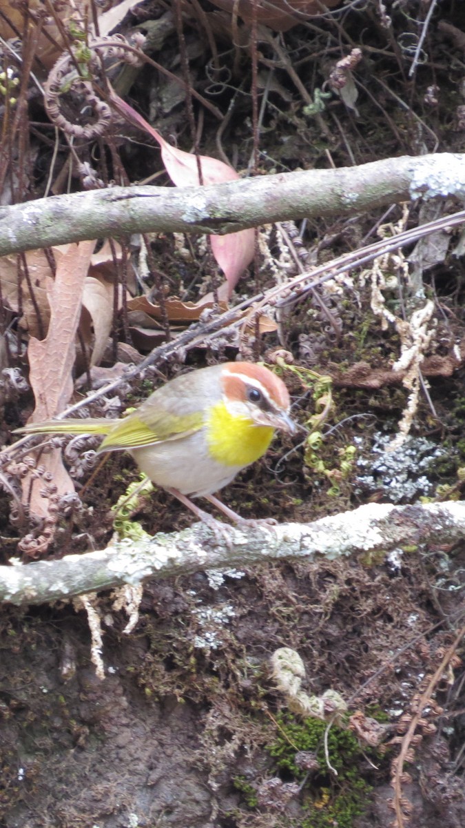 Rufous-capped Warbler - ML620287804