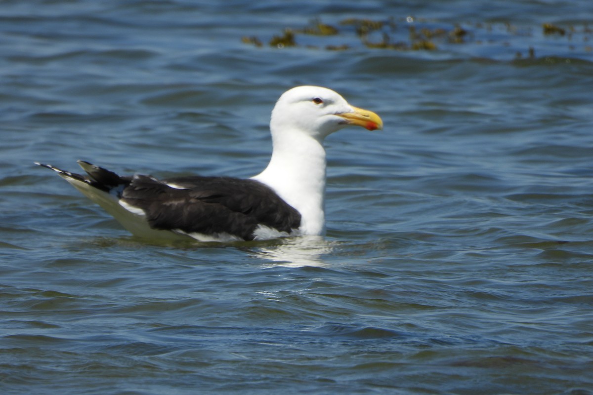 Great Black-backed Gull - ML620287806