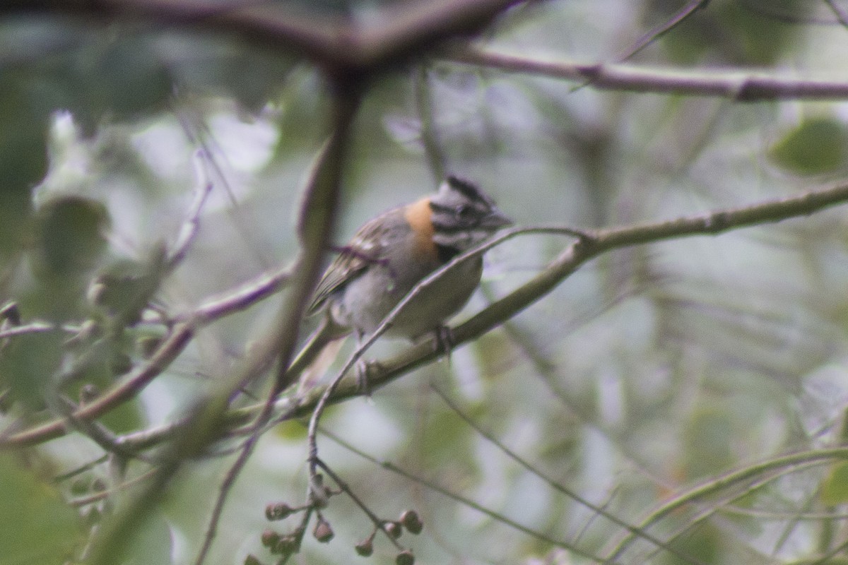 Rufous-collared Sparrow - ML620287808