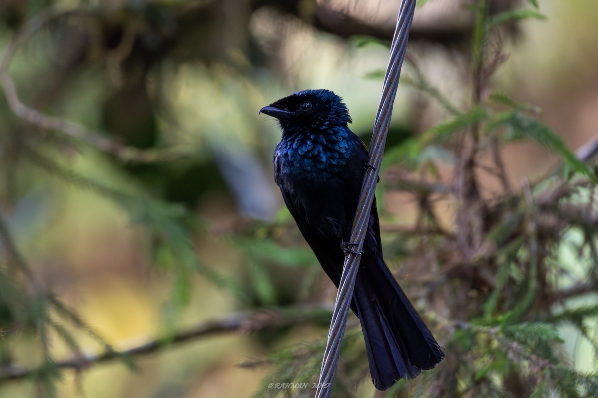 Lesser Racket-tailed Drongo - ML620287811