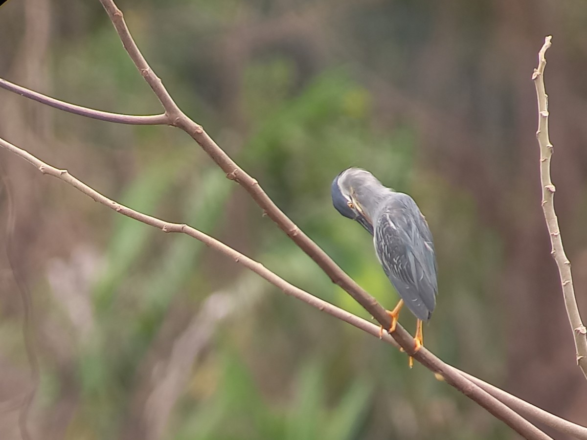 Striated Heron - ML620287822