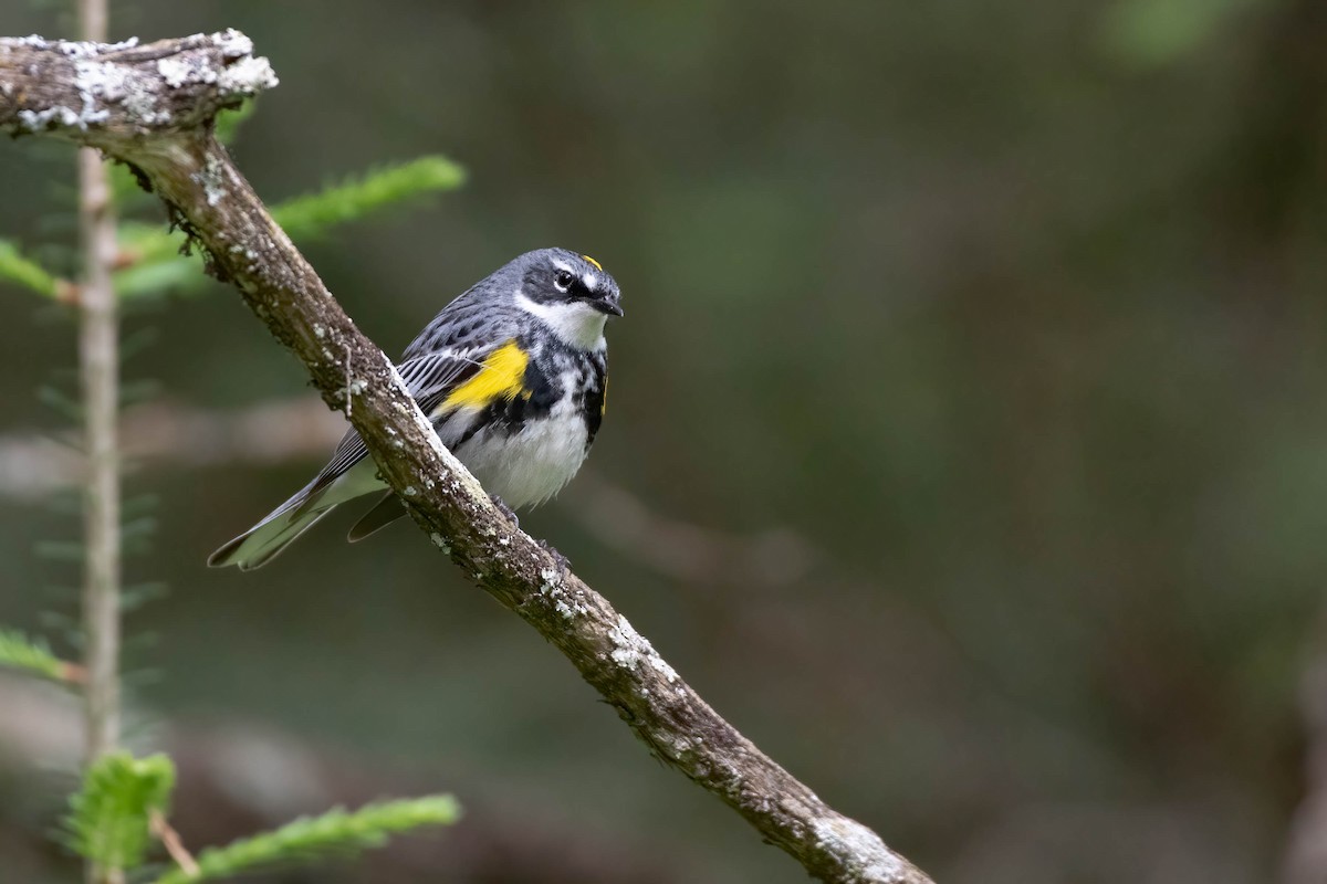 Yellow-rumped Warbler (Myrtle) - ML620287830