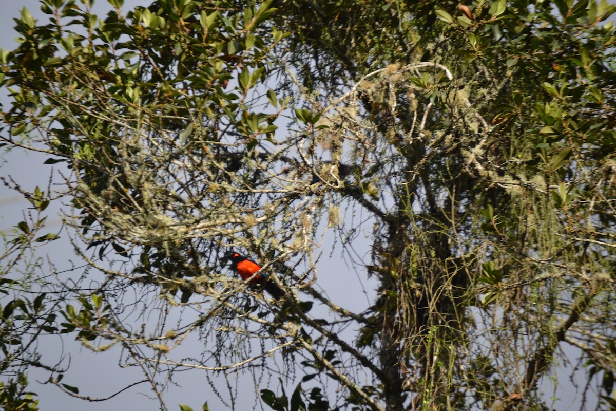 Scarlet-bellied Mountain Tanager - ML620287832