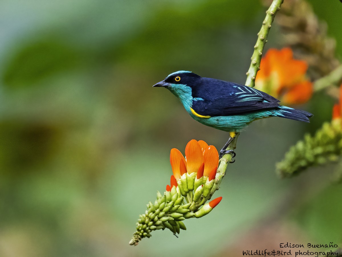 Black-faced Dacnis (Yellow-tufted) - ML620287833
