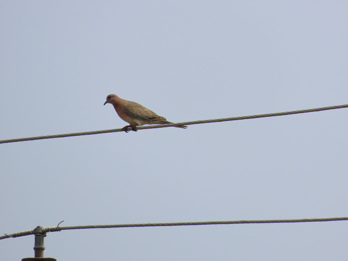 Laughing Dove - ML620287834