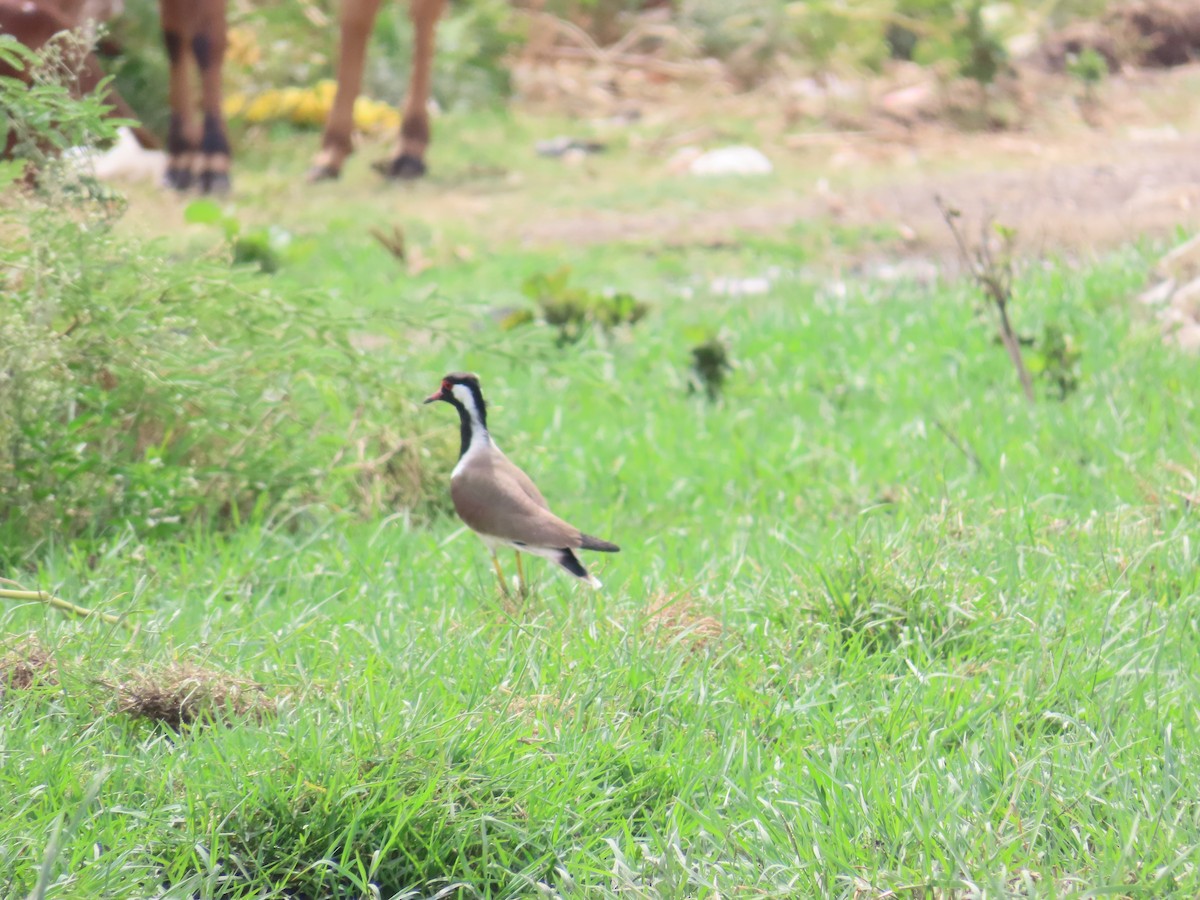 Red-wattled Lapwing - ML620287836