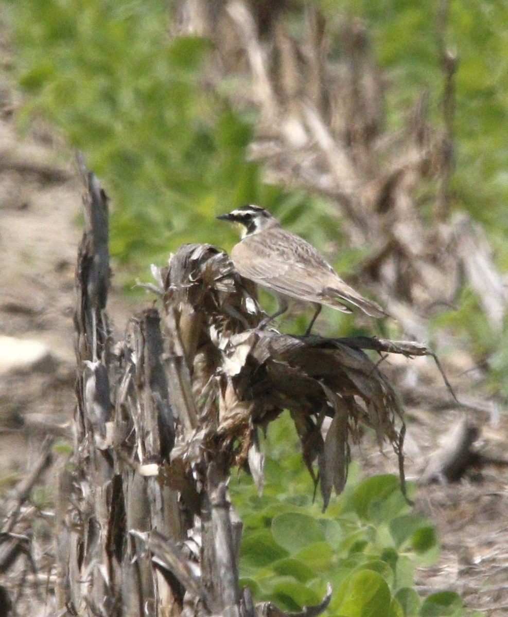 Horned Lark - ML620287838