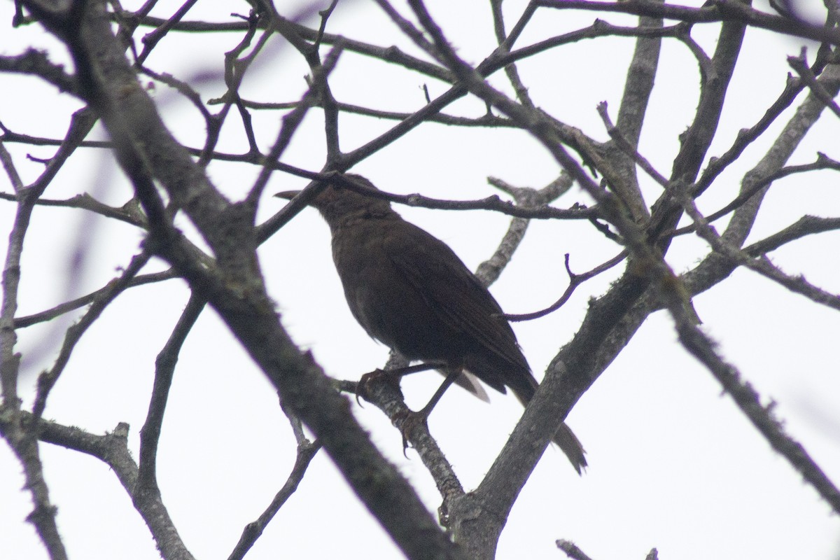 Pale-breasted Thrush - ML620287841