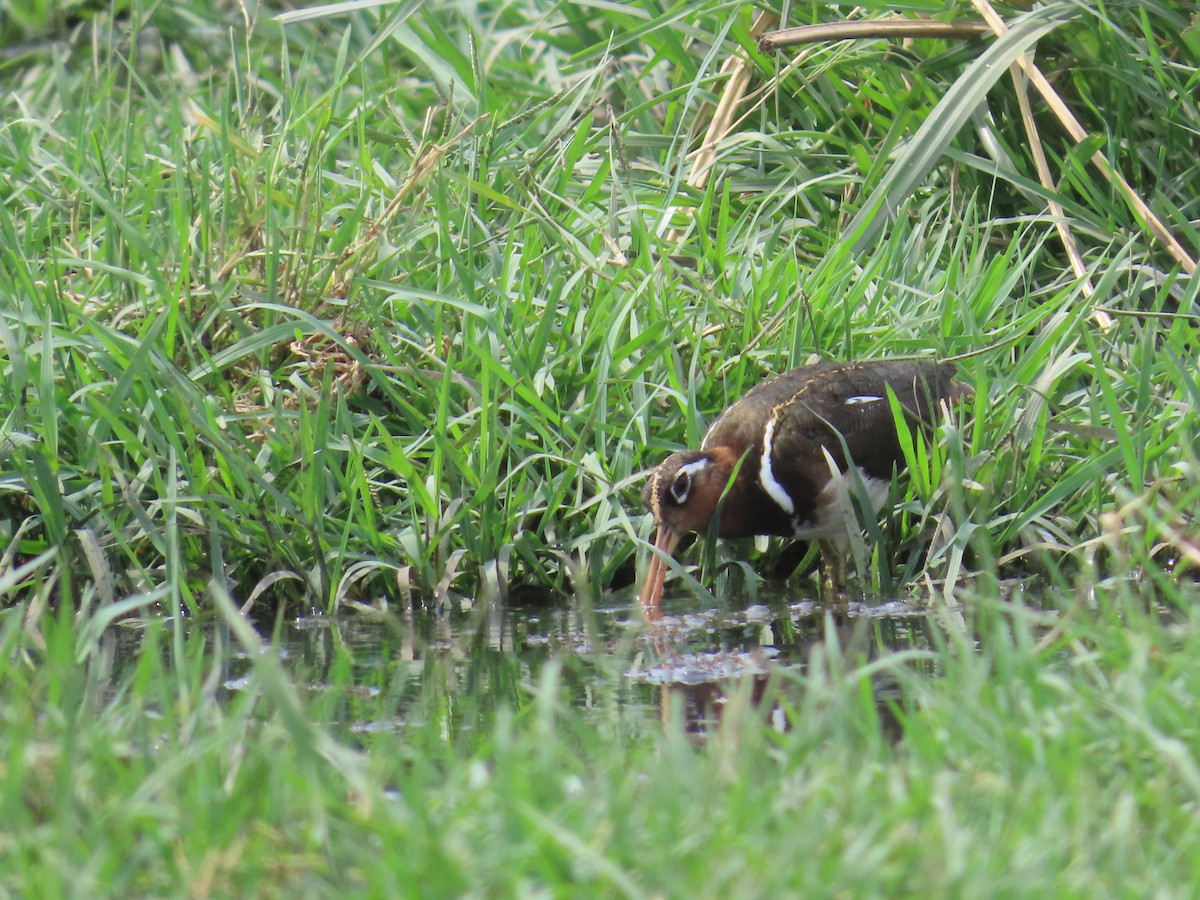 Greater Painted-Snipe - ML620287842