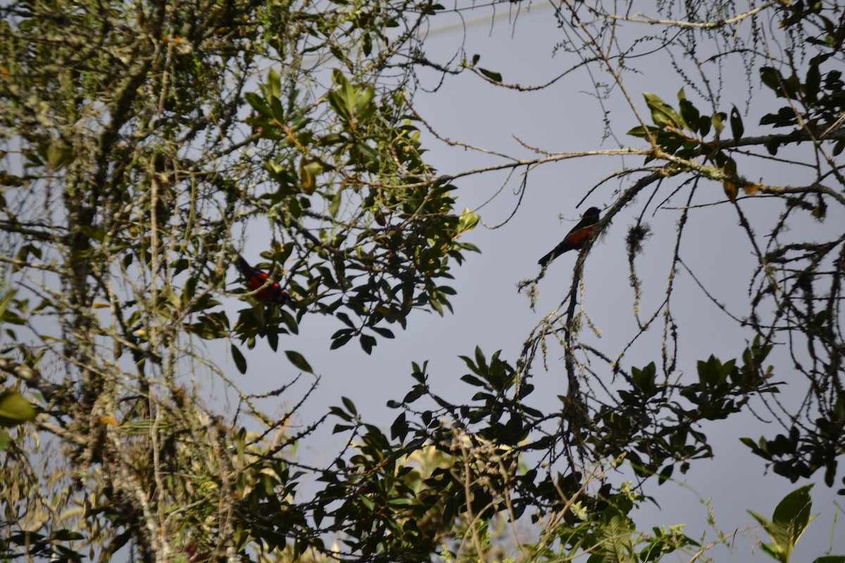 Scarlet-bellied Mountain Tanager - Miguel Arcángel García Pardo