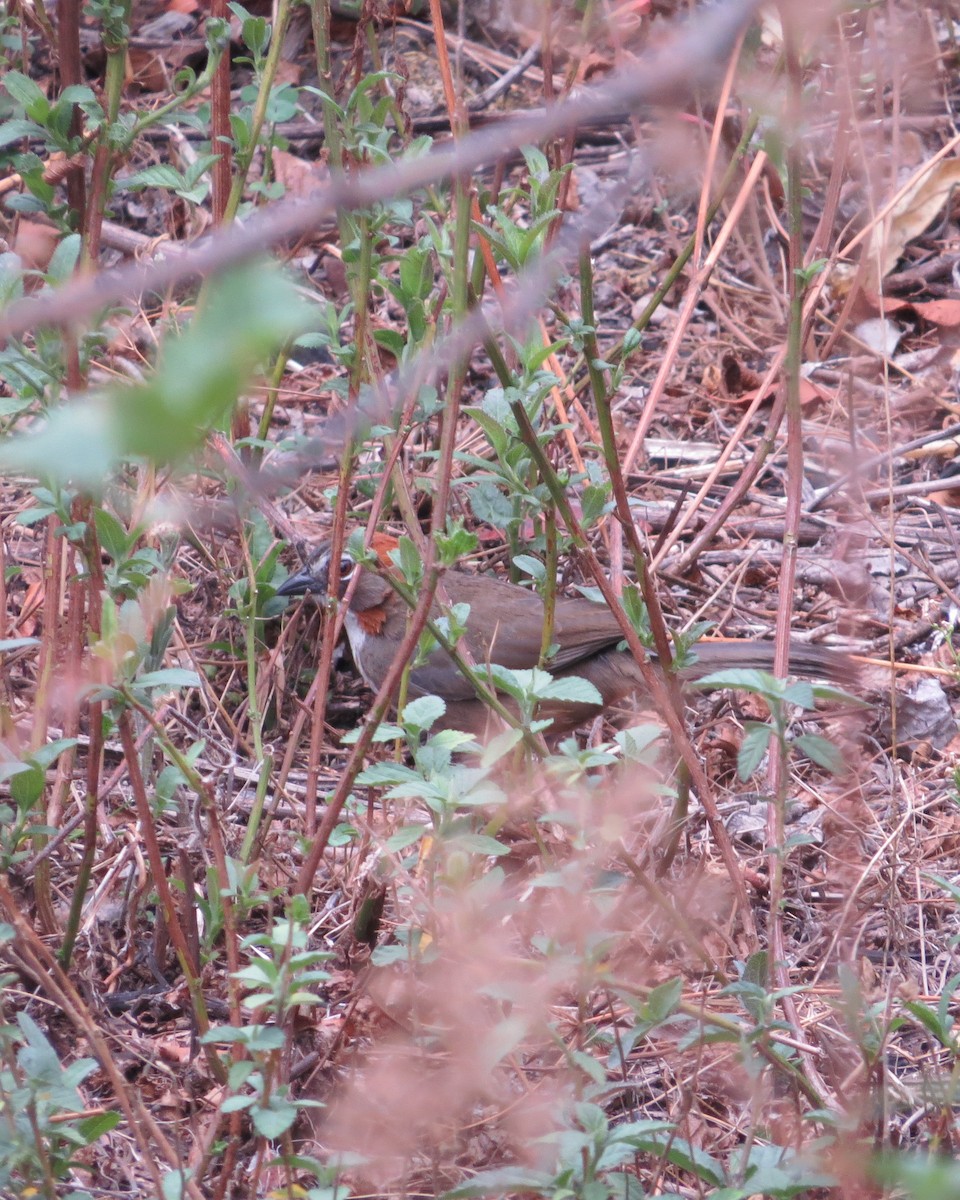 Rusty-crowned Ground-Sparrow - ML620287849