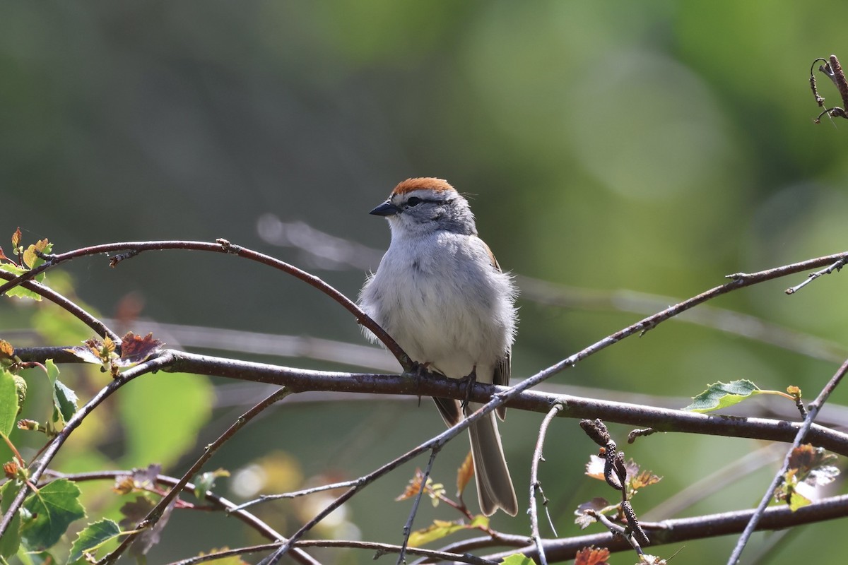 Chipping Sparrow - ML620287851