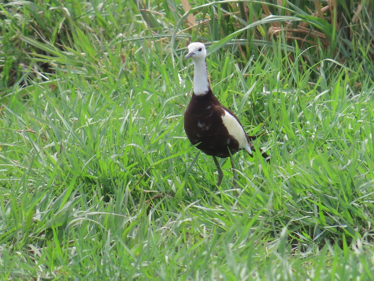 Pheasant-tailed Jacana - ML620287852
