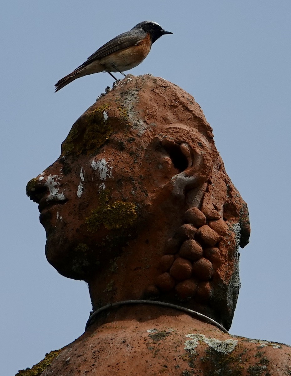 Common Redstart - ML620287854