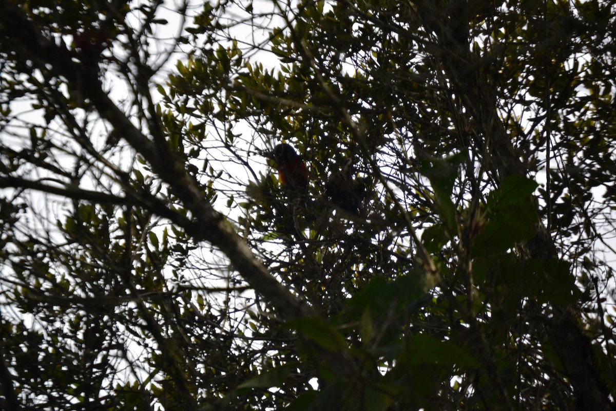 Scarlet-bellied Mountain Tanager - ML620287862