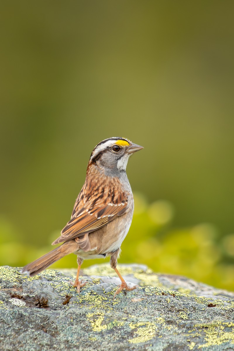 White-throated Sparrow - ML620287863