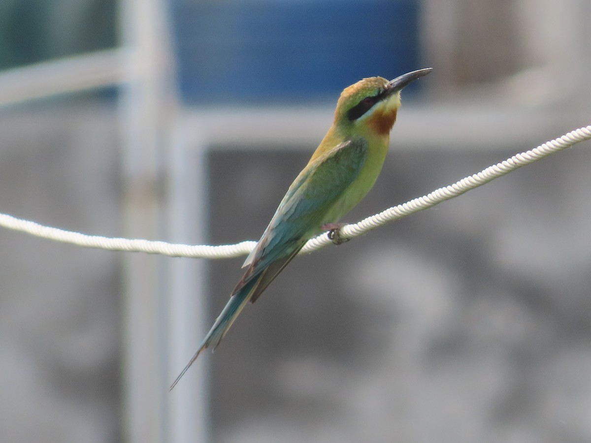 Blue-tailed Bee-eater - ML620287864