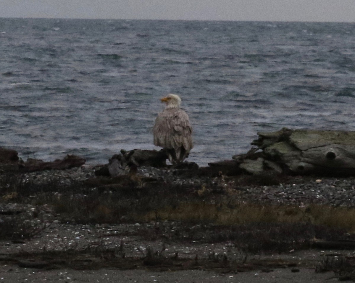 Bald Eagle - ML620287865