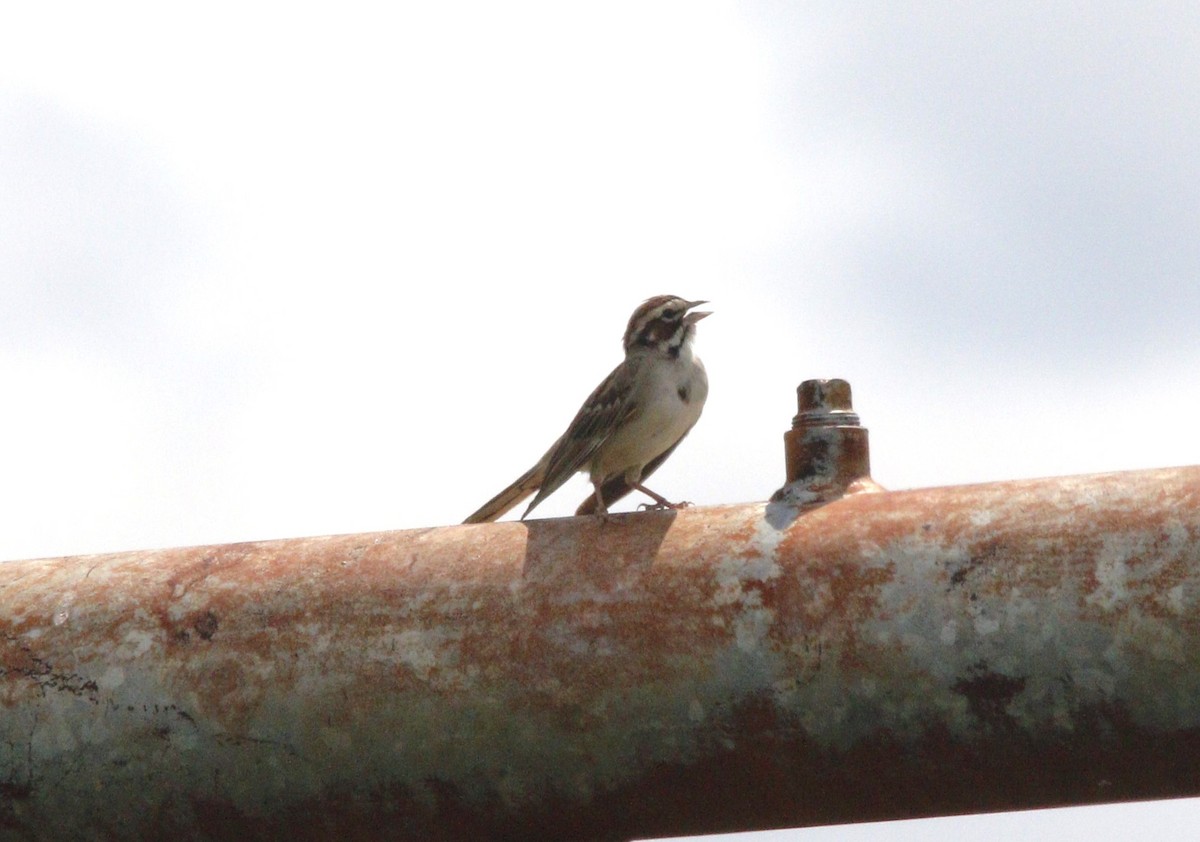 Lark Sparrow - ML620287867