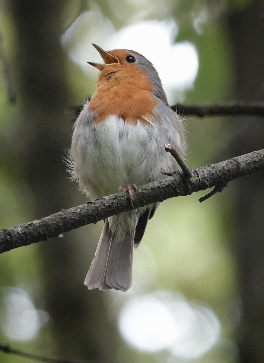 European Robin - ML620287868