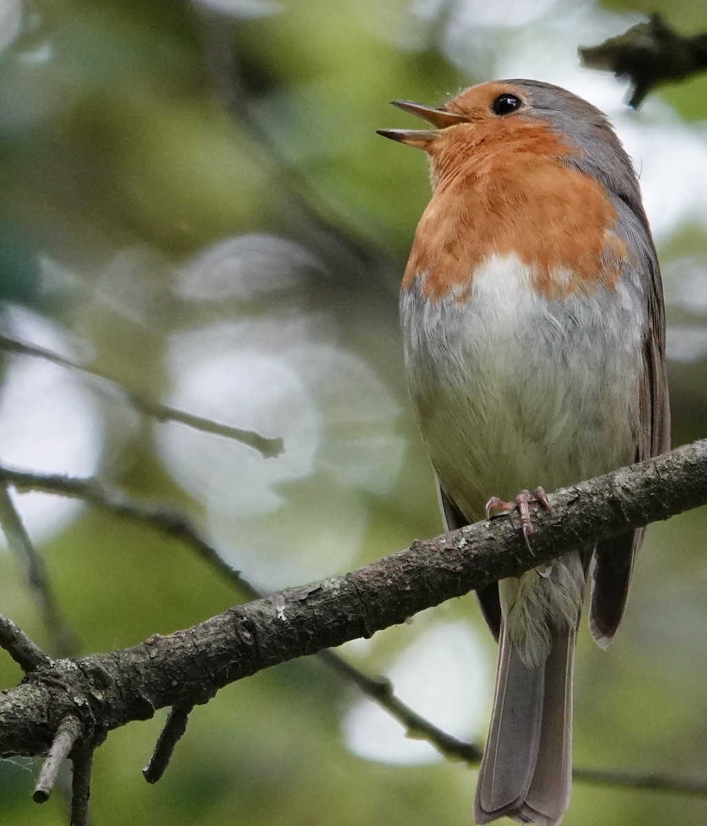 European Robin - ML620287872