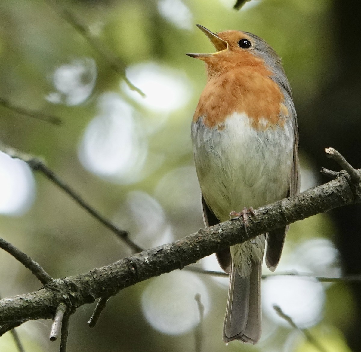 European Robin - ML620287873