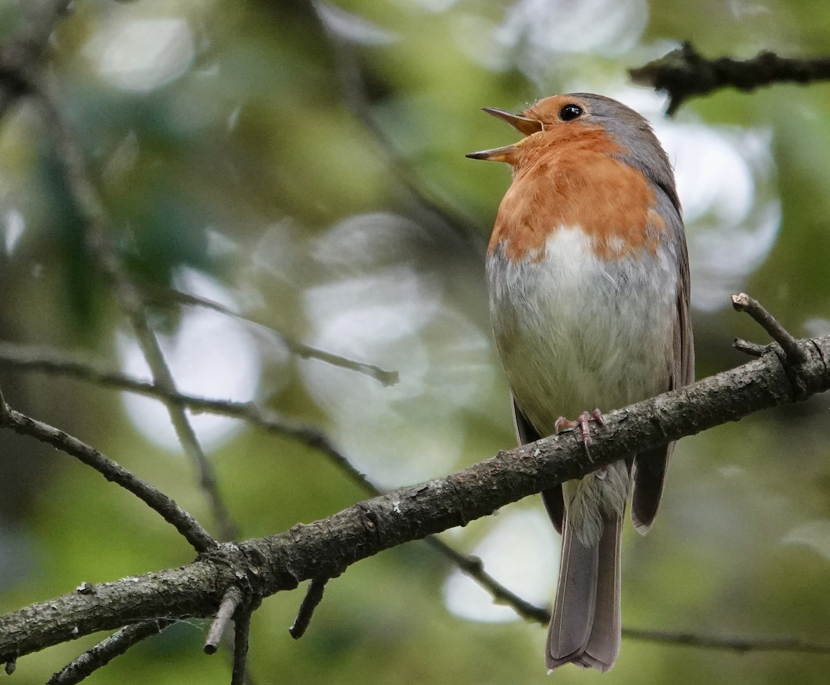 European Robin - ML620287874