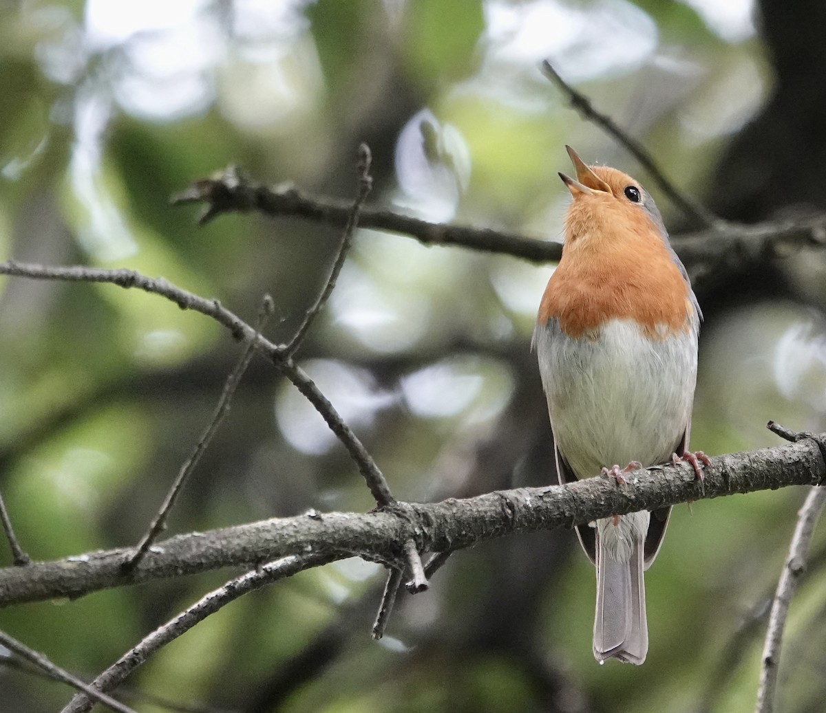 European Robin - ML620287876