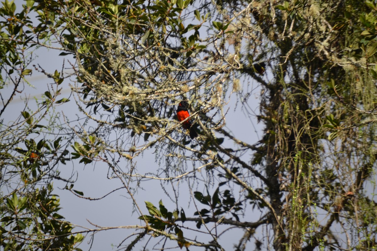 Scarlet-bellied Mountain Tanager - Miguel Arcángel García Pardo