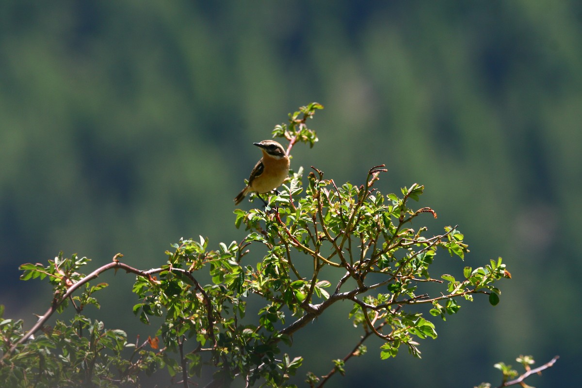 Braunkehlchen - ML620287878