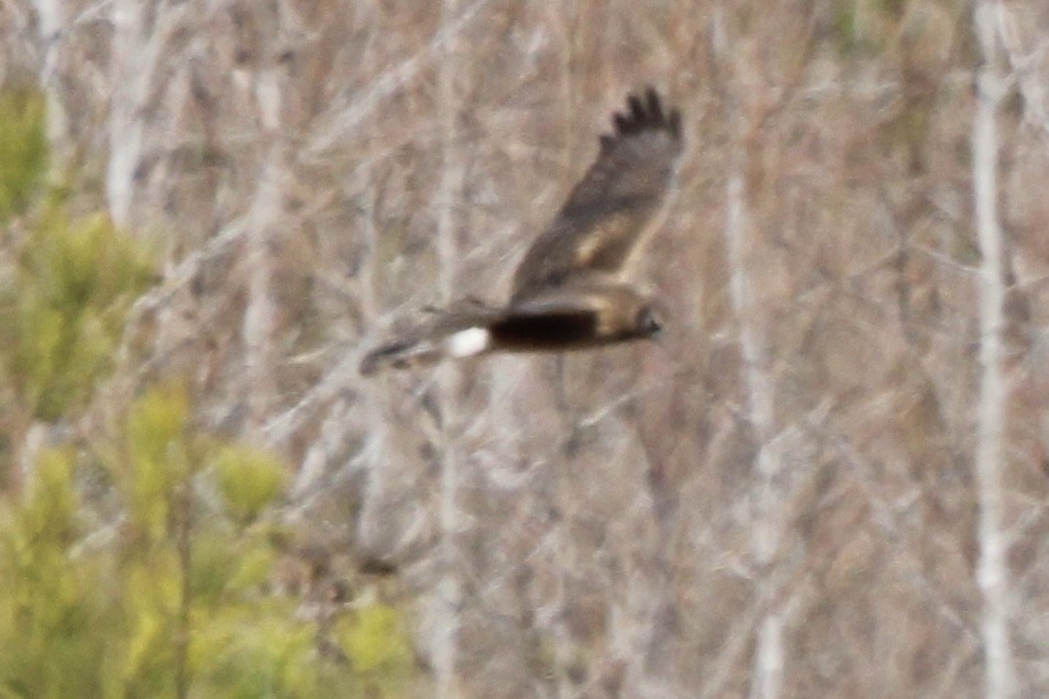 Northern Harrier - ML620287882