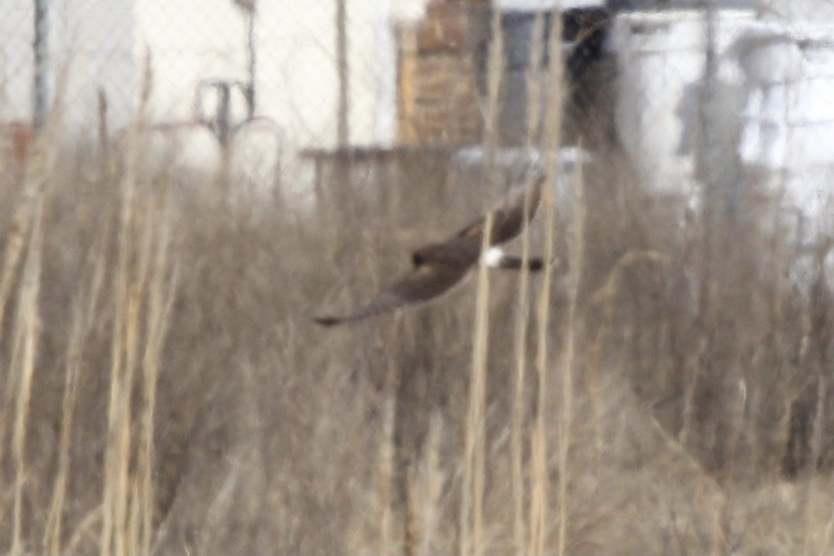 Northern Harrier - ML620287885