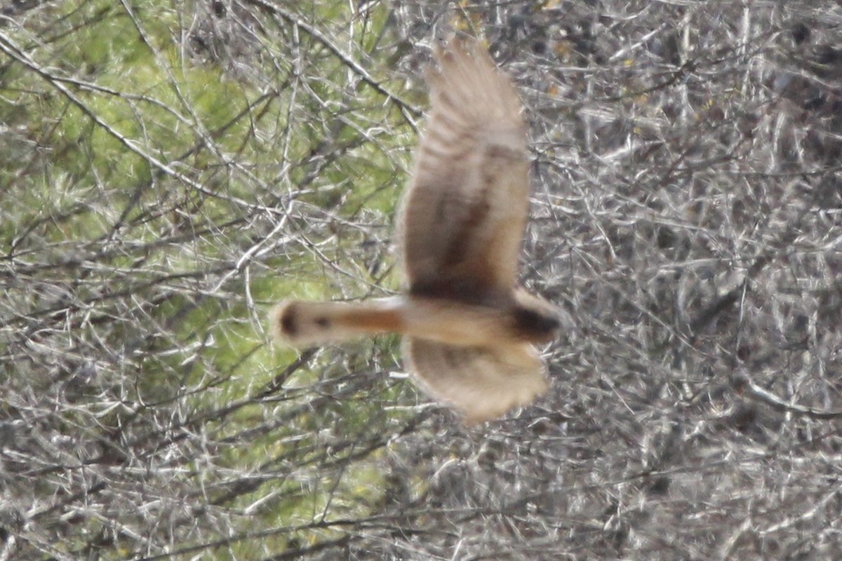 Northern Harrier - ML620287888