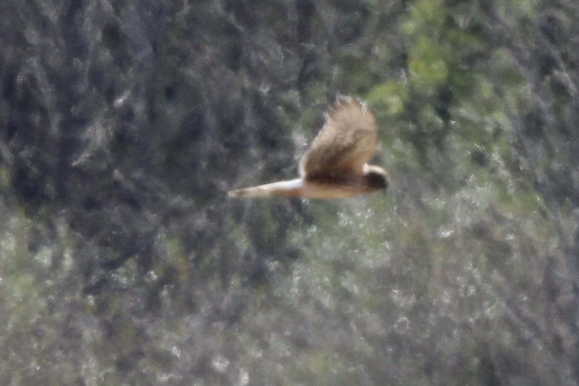 Northern Harrier - ML620287889