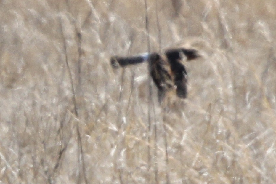 Northern Harrier - ML620287890