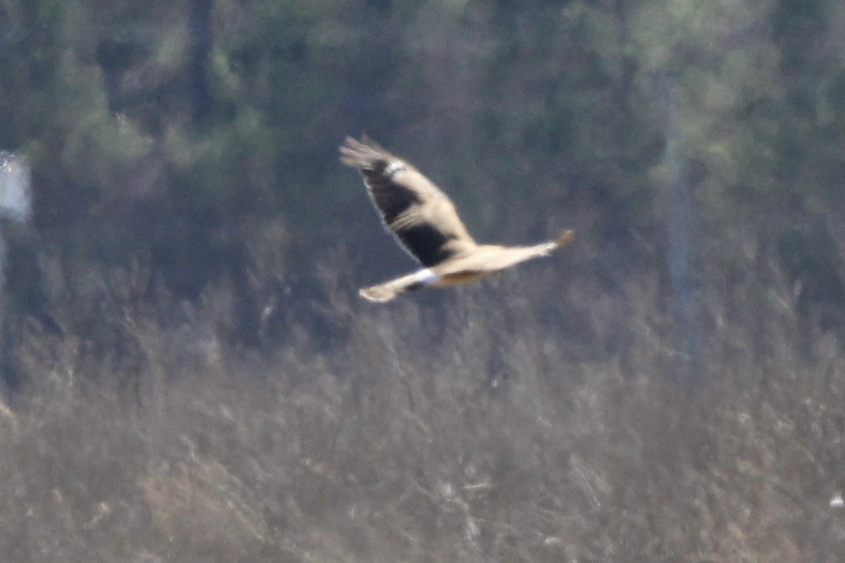 Northern Harrier - ML620287891