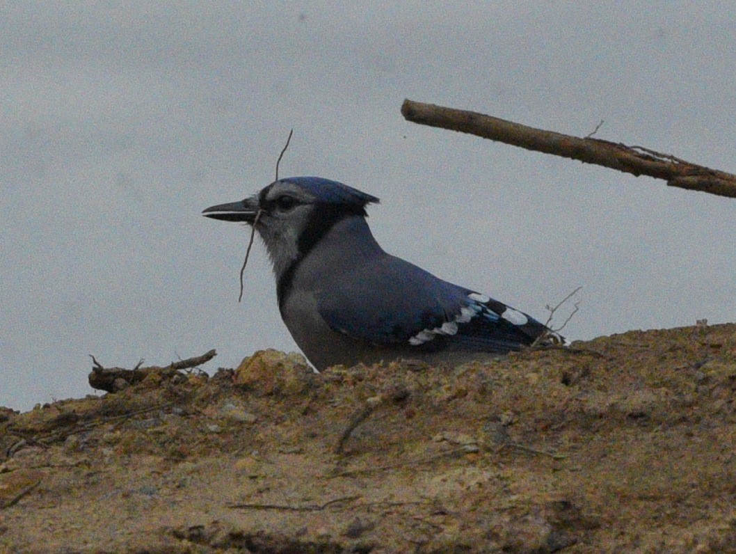 Blue Jay - Wendy Hill