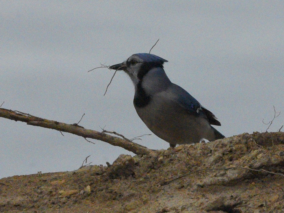 Blue Jay - ML620287894