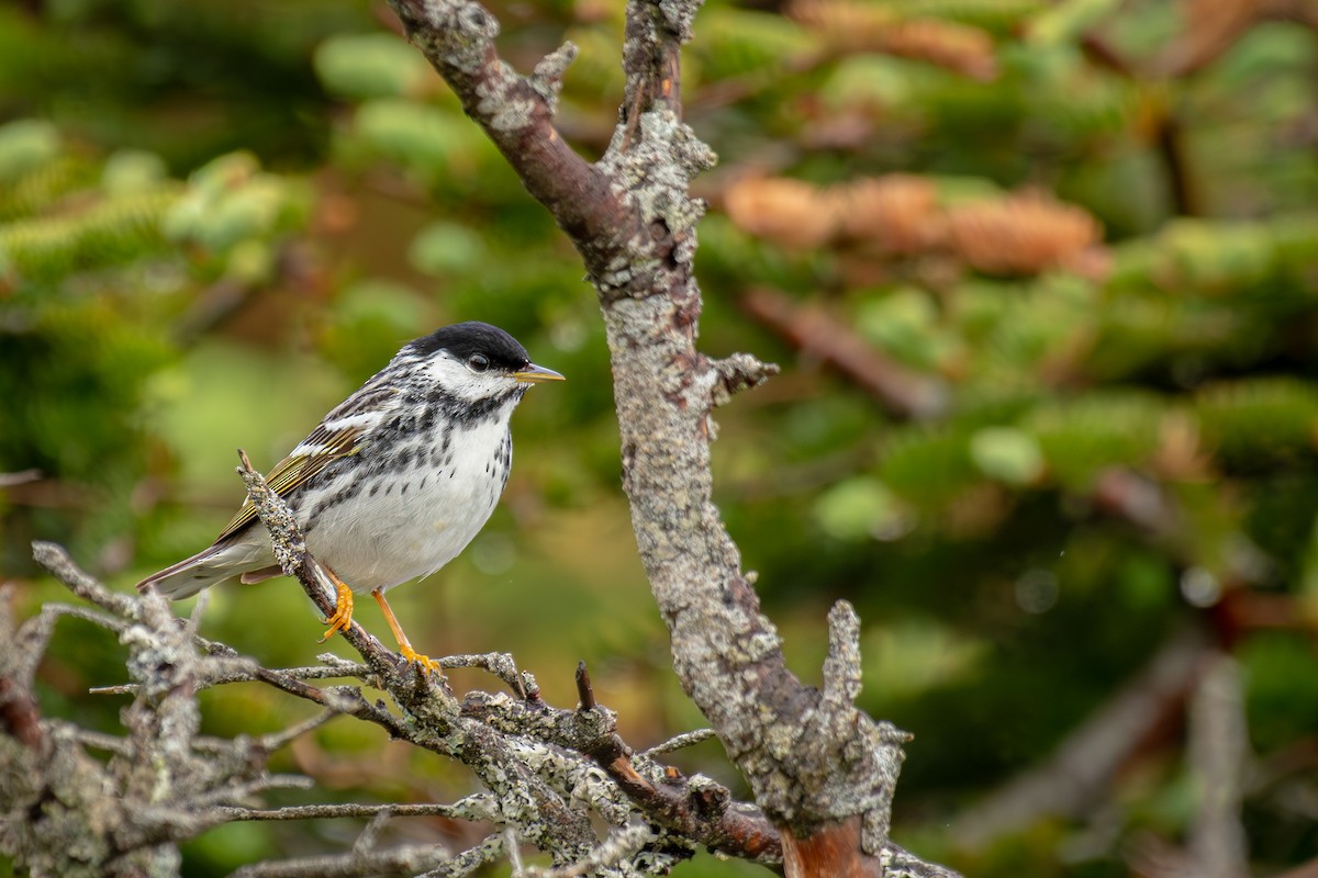 Blackpoll Warbler - ML620287895