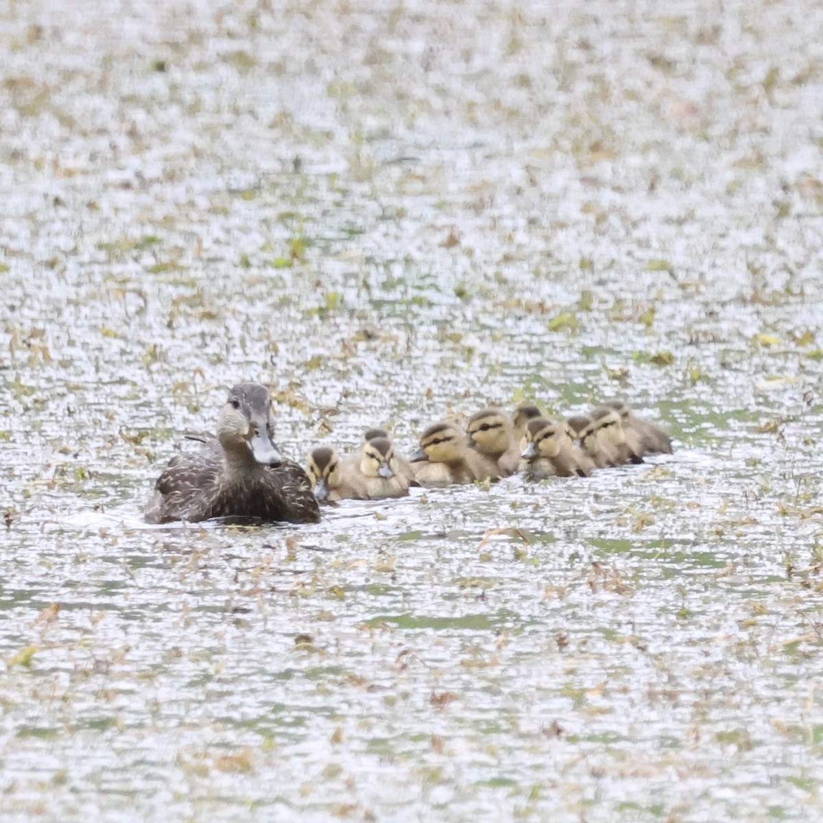 American Black Duck - ML620287896