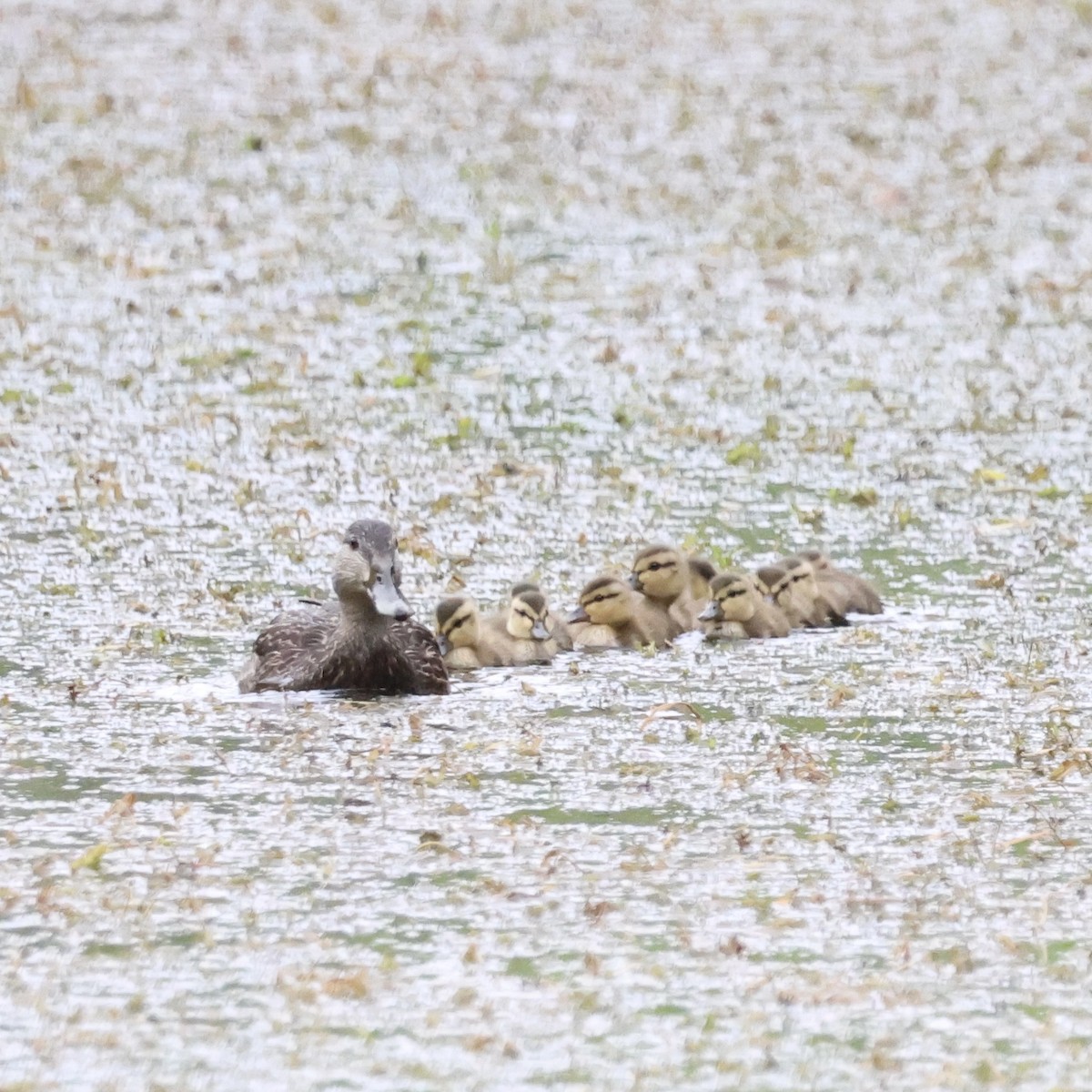 American Black Duck - ML620287897