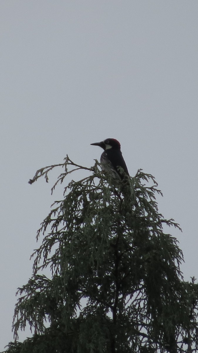 Acorn Woodpecker - ML620287898