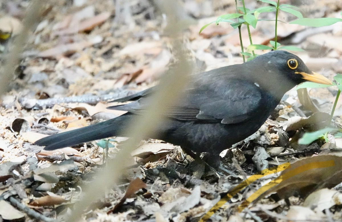 Eurasian Blackbird - ML620287905