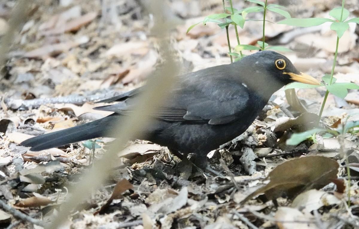 Eurasian Blackbird - ML620287906