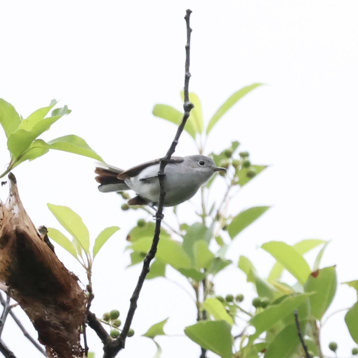 Blue-gray Gnatcatcher - ML620287908