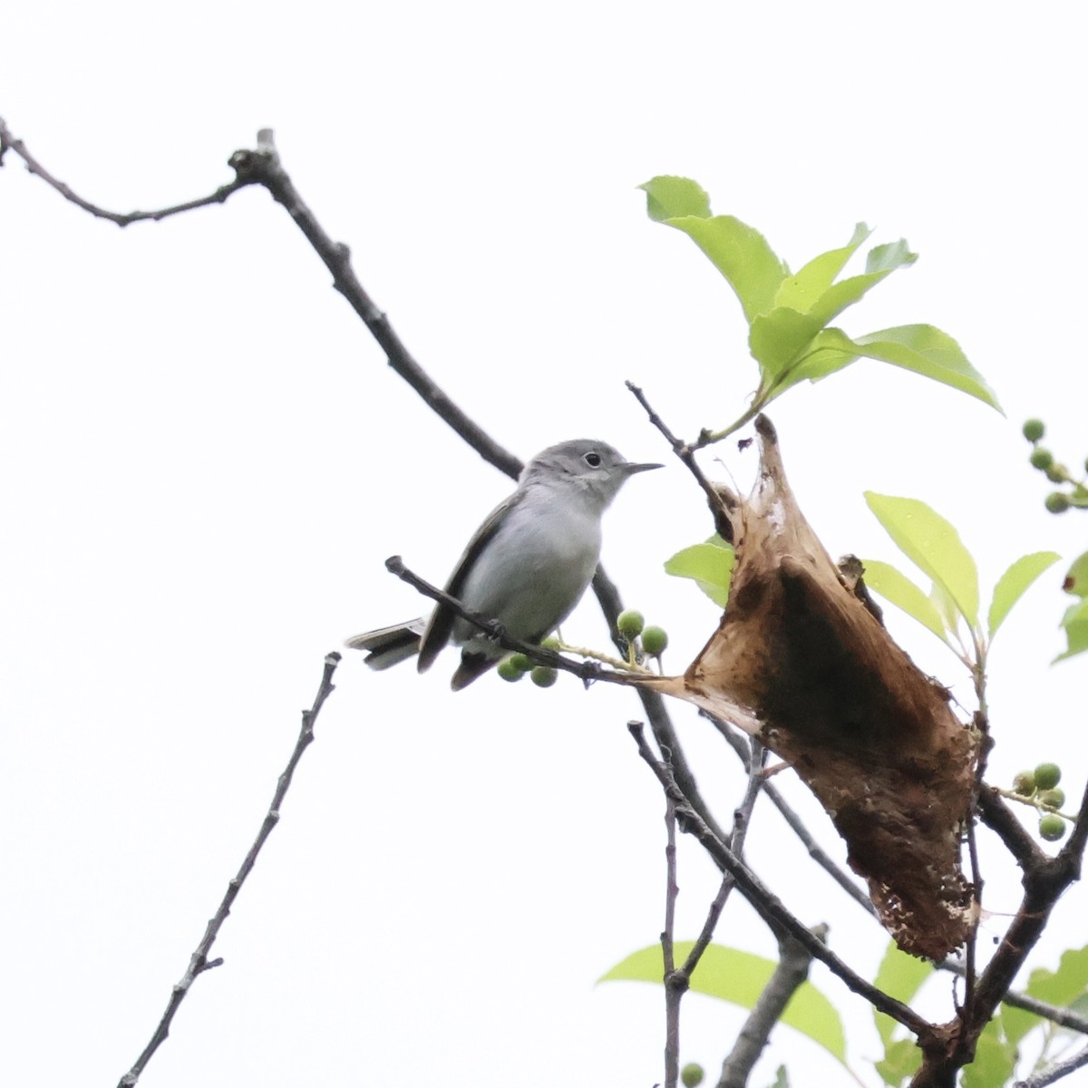 Blue-gray Gnatcatcher - ML620287909