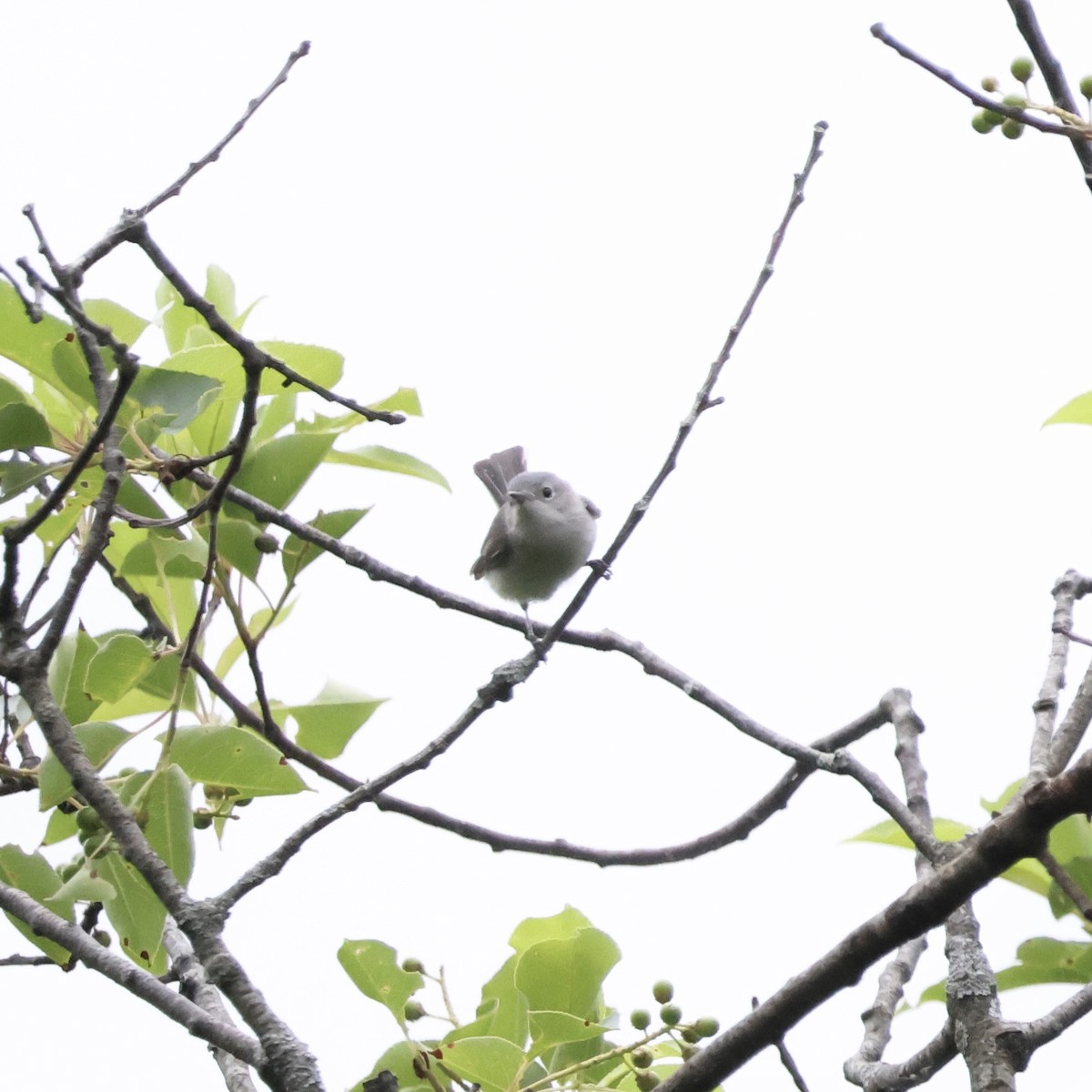 Blue-gray Gnatcatcher - ML620287910