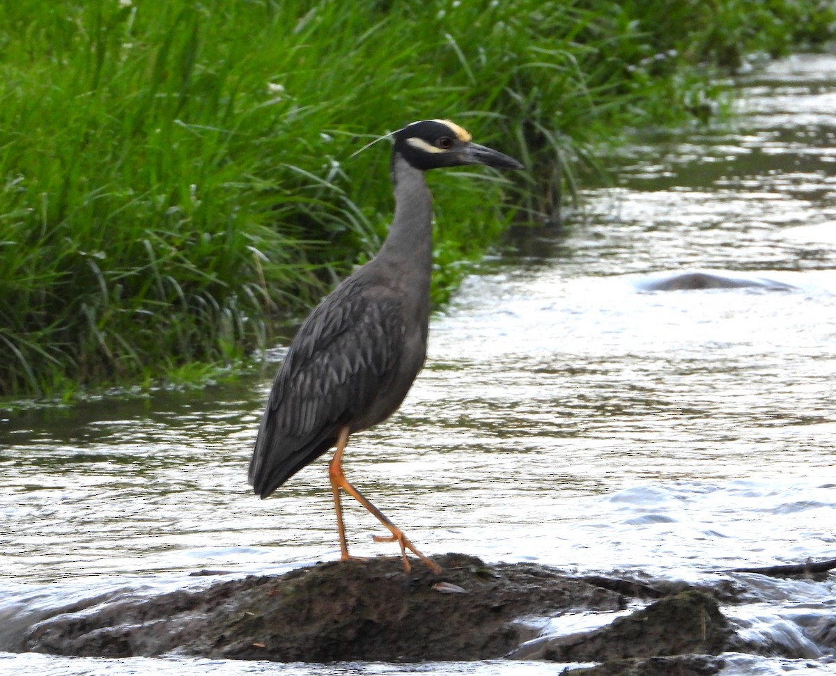 Yellow-crowned Night Heron - ML620287914