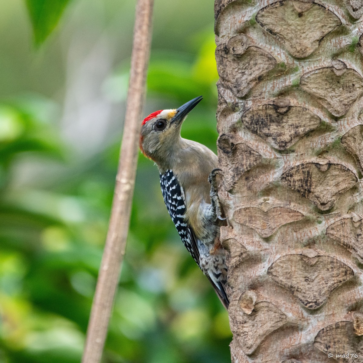 Red-crowned Woodpecker - ML620287922